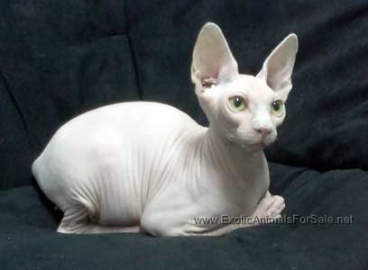 Sphynx