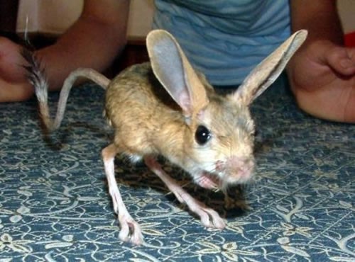 Jerboa