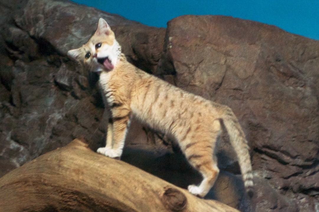 Sand Cats