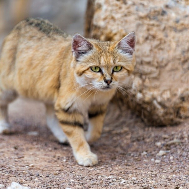 Sand Cats