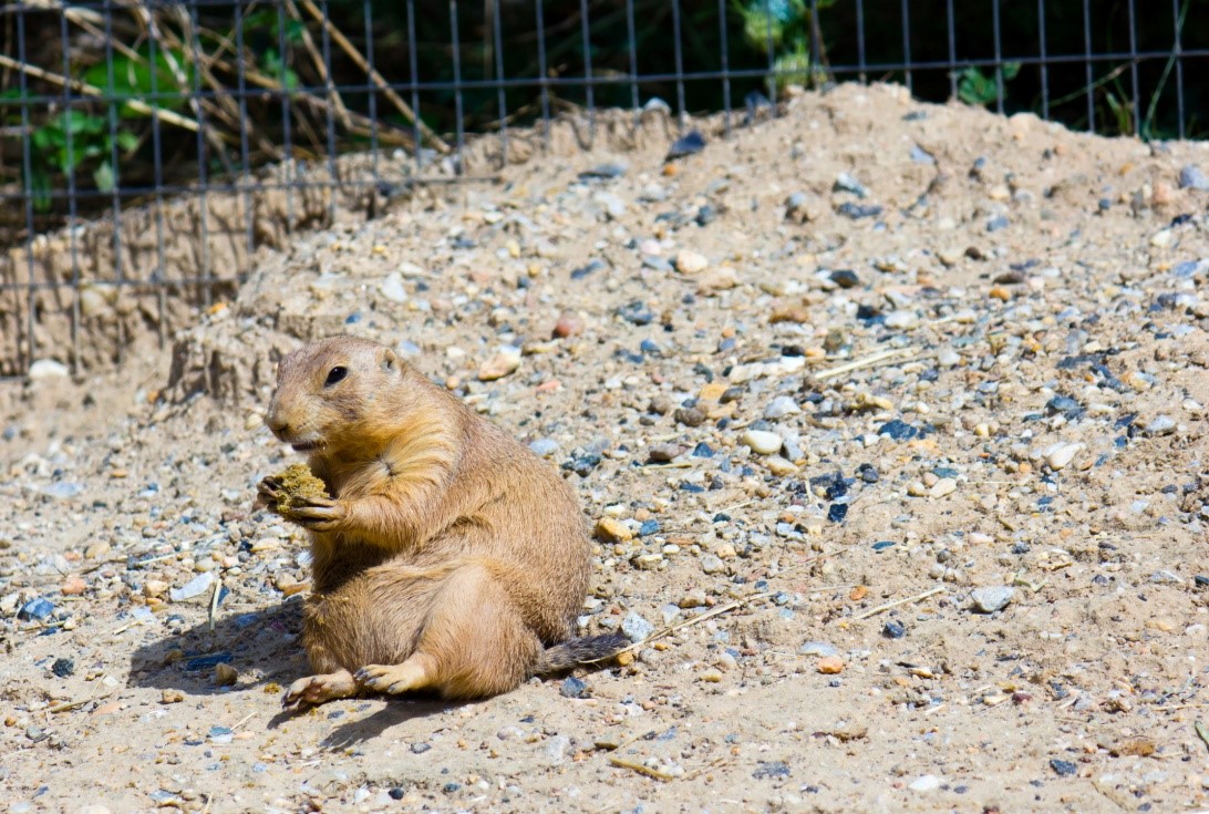 Fat Prairie Dog