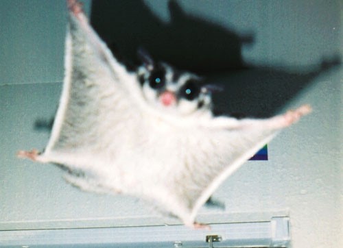 Male sugar glider