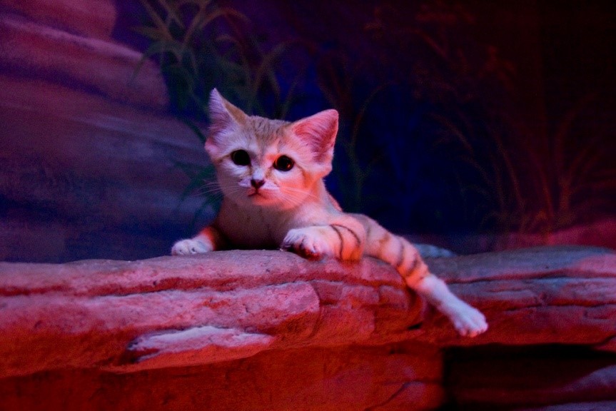 Sand Cats