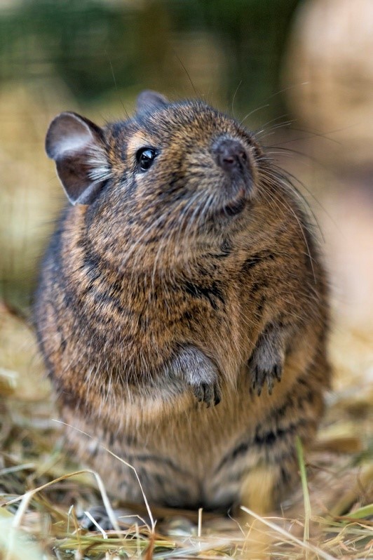 Pet Degu