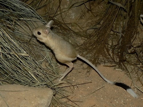 Pet Jerboa