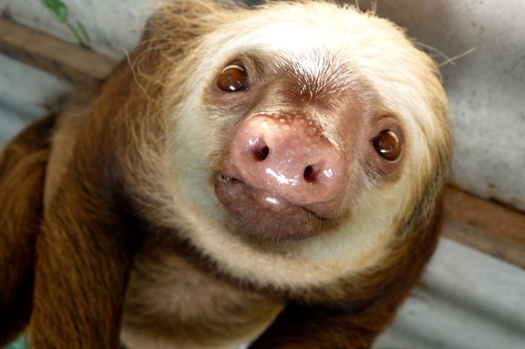 Sloth Picture