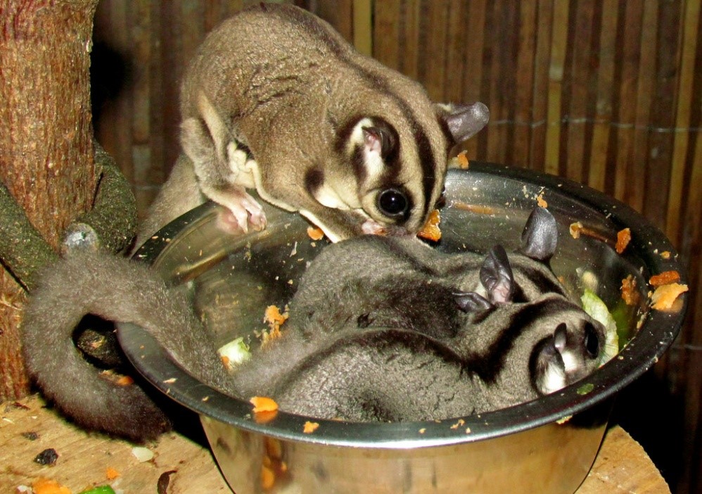 sugar glider diet